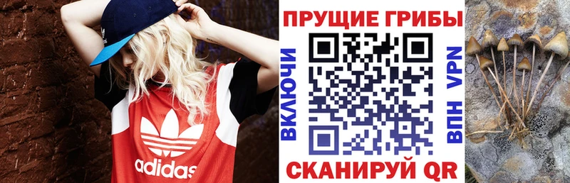Псилоцибиновые грибы Psilocybine cubensis  Костомукша 